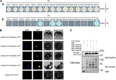 Functional Dissection of Auxin Response Factors in Regulating Tomato Leaf Shape Development